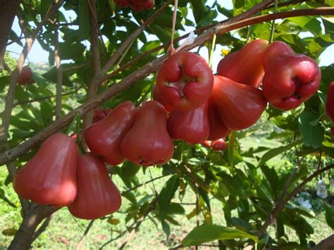 MENANAM JAMBU AIR KebunBudidaya Budidaya