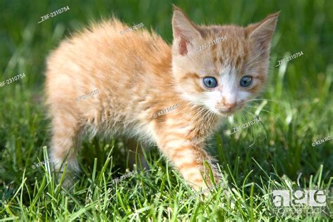 4 Week Old Domestic Tabby Kitten Stock Photo Picture And Rights