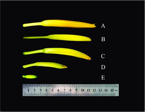 Commercial Stage Flower Buds Of Different Landraces And Flower Buds At