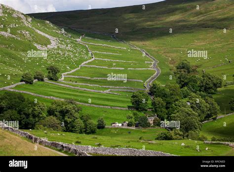 Dry Stone Walls And Fields With Sheep Beside Hawthorn Lane Near Gordale