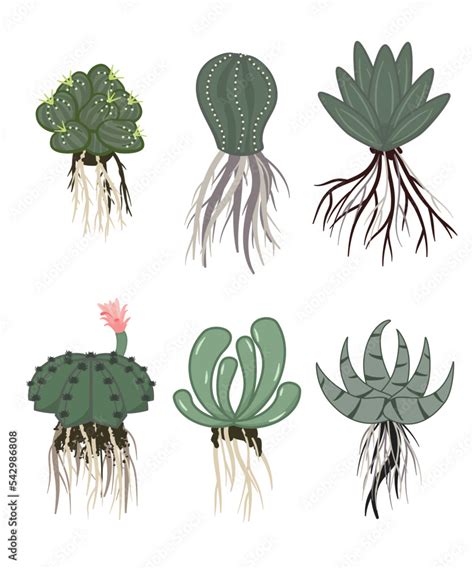 Roots cactus set in vintage style. The taproot and fibrous root system ...