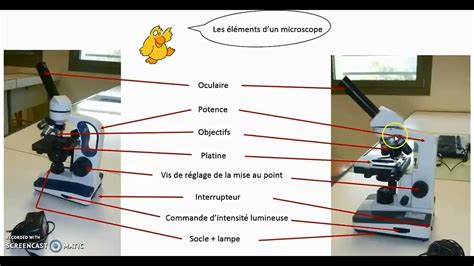 Tp Module De Biologie Cellulaire Svtu S Microscop