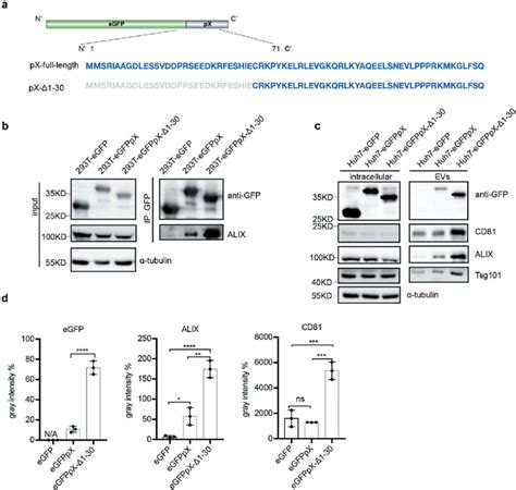 The C Terminal Aa Of Px Determines Its Interaction With Alix And