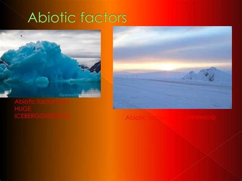 Ppt The Arctic Tundra Powerpoint Presentation Id 1892893