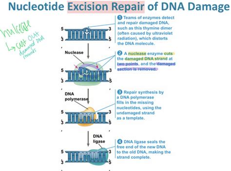 Unit 6 Gene Expression And Regulation Flashcards Quizlet