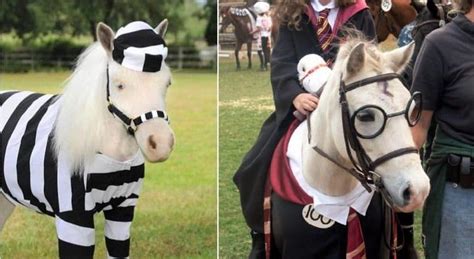 30 Best Horse Costume Ideas Halloween Christmas And Fancy Dress