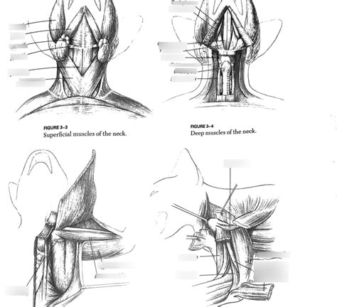 Superficial Deep Muscles Of Cat Neck And Muscles Of The Upper Arm