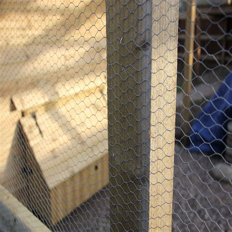 13mm Galvanised Steel Chicken Wire Mesh The Mesh Company