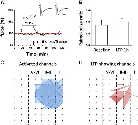 Network Cingulate Pre LTP Requires MGluR Activation A An MGluR