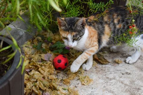 How To Teach Your Cat To Play Fetch In Easy Steps Pethelpful