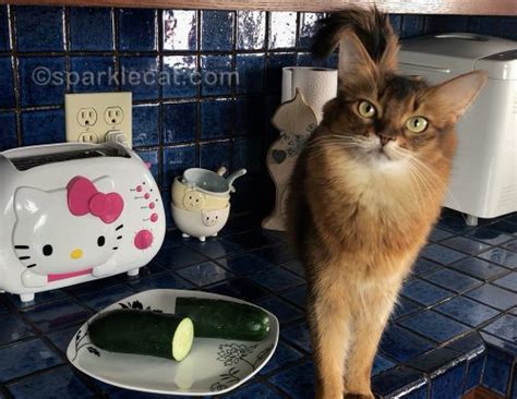 Is Cat Vs. Cucumbers a Cruel Meme? - Summer’s Fabulous Cat Life