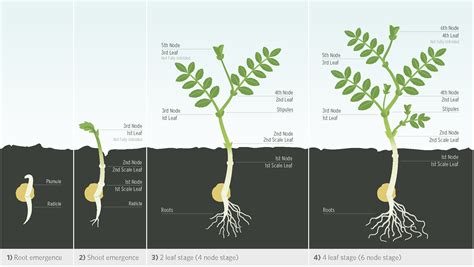 Chickpea Growth Staging Guide | Saskatchewan Pulse Growers