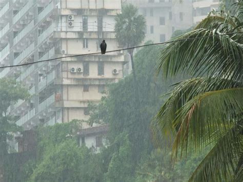 Imd Issues Alerts As Mumbai Braces For Intensified Rainfall Residents Urged To Take Precautions