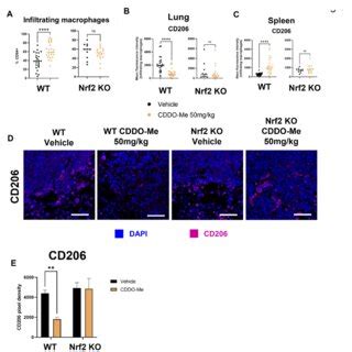 Cddo Me Modulates Macrophage Infiltration And Polarization In The Lungs