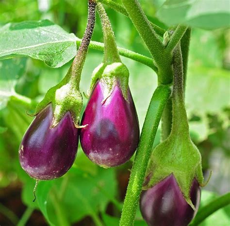 Brinjal Varieties In West Bengal - Taka Vegetable