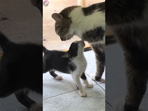 Incredible Fearless Rescued Kitten Meets Older Cat For The First