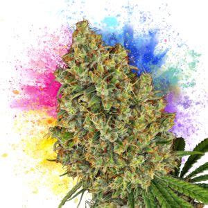 11 Best Cannabis Strains for Creativity - Sensi Seeds