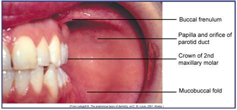 Labial Mucosa Anatomy