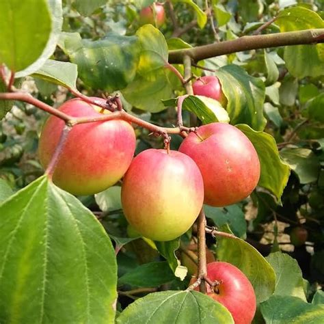 Green Horizon Miss India Bharat Sundari Apple Ber Ziziphus Mauritiana