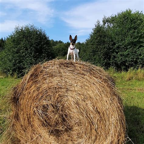 12 Nga Whakaahua E Whakaatu Ana Ko Nga Hakoi Fox Terrier Ko Nga Kuri