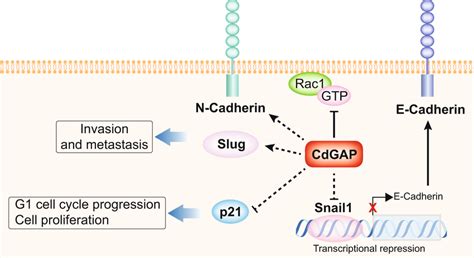 Working Model For The Role Of Cdgap In Prostate Cancer Metastasis High