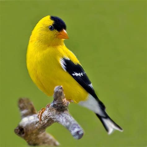 Oiseau Jaune Et Noir