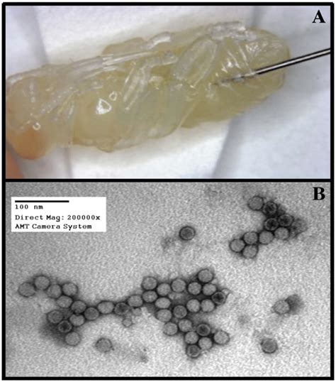 To Enrich For Iapv From Honey Bees Of Typically Mixed Infections