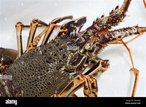 Live Spiny Lobster Close Up On A White Background Stock Photo Alamy