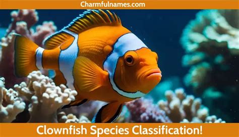 Splash Into Joy Discover Vibrant Clownfish Names