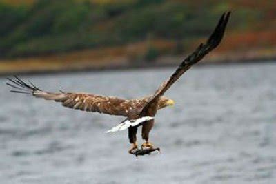 Wildlife Tours on the Isle of Mull