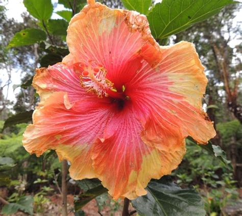 Plantfiles Pictures Tropical Hibiscus Palm Springs Hibiscus Rosa Sinensis By Amarantha00