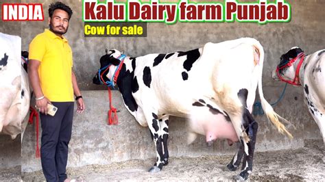 Hf Top Breed Cow For Sale Kalu Dairy Farm Punjab Kulveersidhu