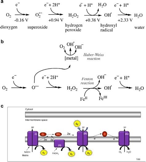 ros species  generation   sources  superoxide formation