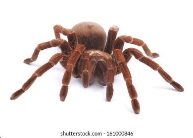 Tarantula Spider Female Theraphosa Blondi Stock Photo 161000846 ...