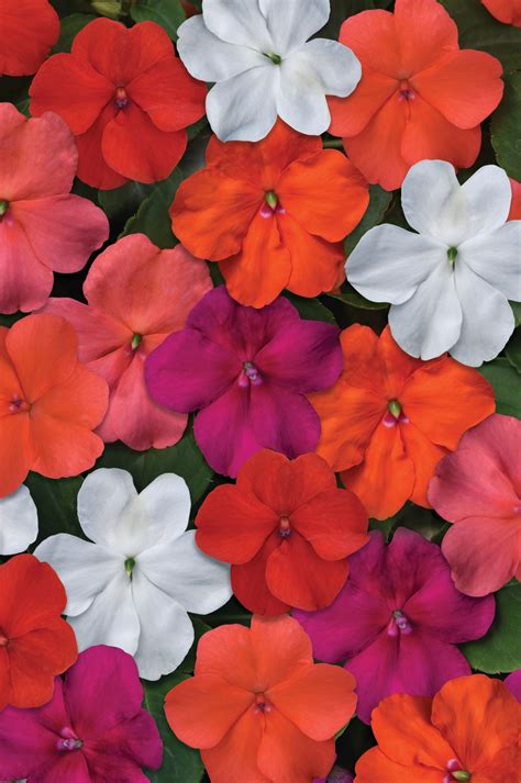 IMPATIENS Walleriana BEACON FORMULA MIX Coated Muller Seeds