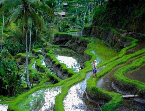 Bali Goa Gajah Tegenungan Waterfall Neka Museum Day Tour