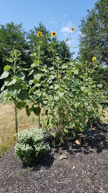 Native Sunflowers Grow And Care Guide Growit Buildit