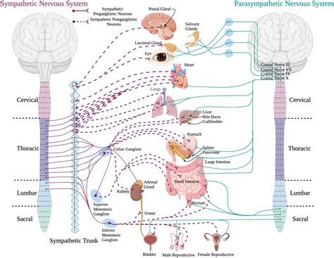 Autonomic Nervous System Spinal Cord