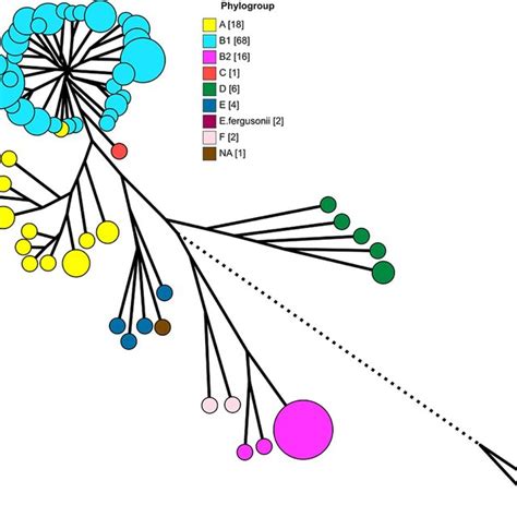 Phylogenetic Tree With Nodes Coloured By Sample Set Download