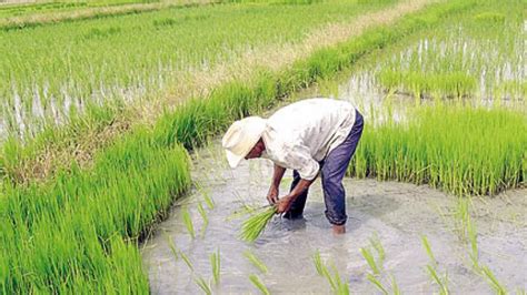 Al rescate de 81 mil hectáreas de arroz Tribuna Campeche