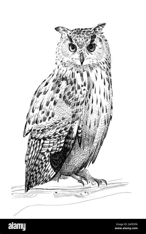 Owl Illustration Black And White