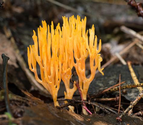 Orange Coral Ramariopsis Crocea · Inaturalist