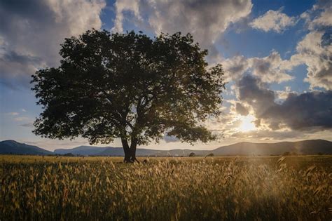 Viejo Roble Solitario En Un Campo Al Atardecer De Primavera Foto Premium