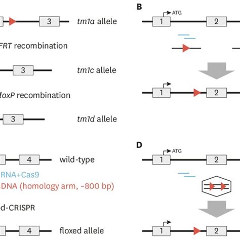 Several Strategies For Generating Cko Mice Schematic Diagrams For