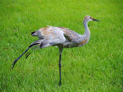 Sandhill Crane Female Photograph By E Luiza Picciano Fine Art America