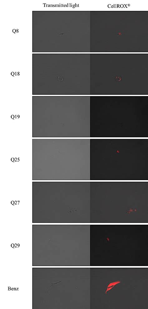 Reactive Oxygen Species Detection By Cellrox Deep Red Staining