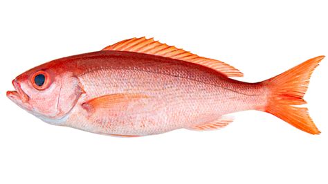 Vermilion Snapper Your Ultimate Guide To This Extraordinary Fish