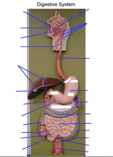 Digestive System Model 2 Diagram Quizlet