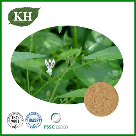 Andrographis Paniculata Extract From China Manufacturer Kingherbs