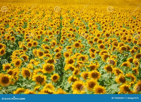 Filas De Girasoles En Un Campo Como Fondo Paisaje Hermoso Del Verano